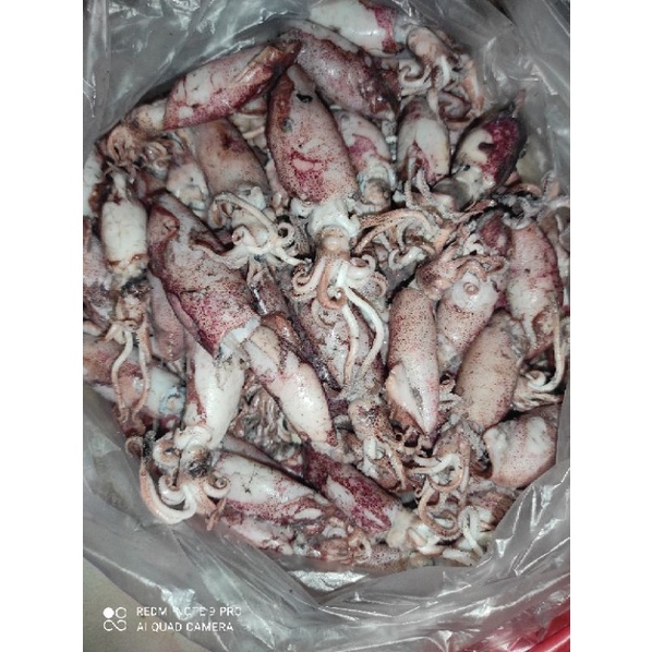 

Cumi Asin 1/4kg(Ukuran Besar)
