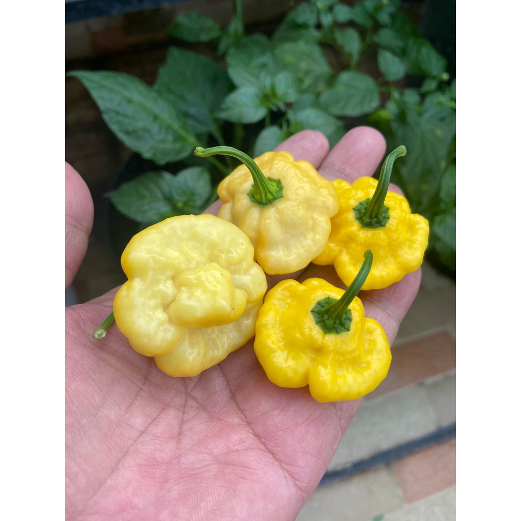 Benih Bibit Biji - Cabai Khang Starr Lemon Starrburst Cabe Pepper Seeds