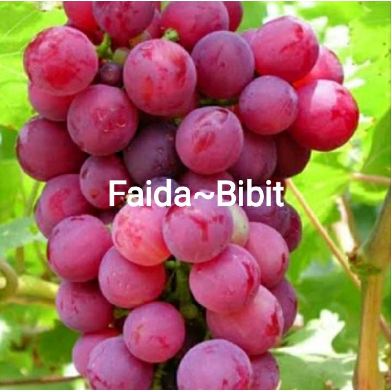 

Bibit anggur merah RED MASTER super genjah