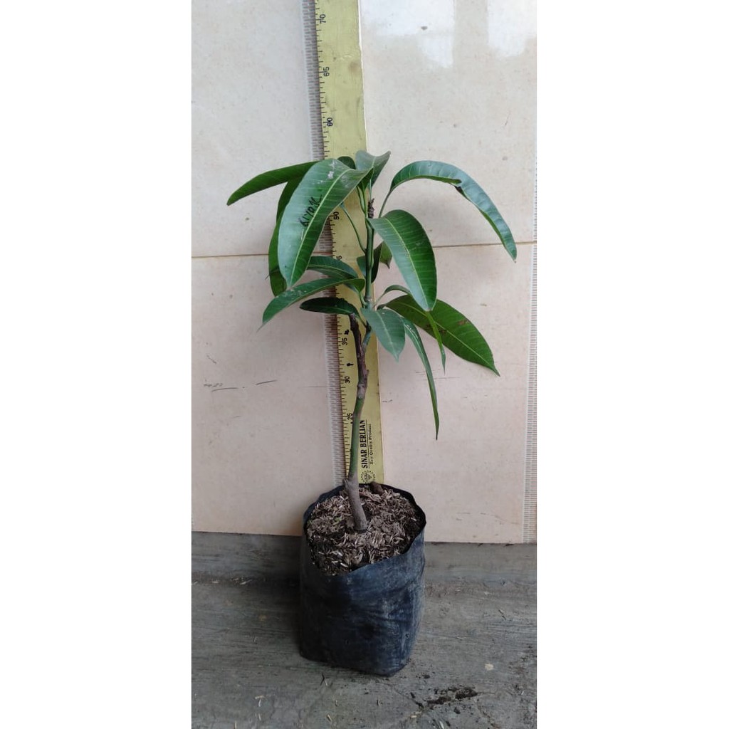 Bibit mangga kiojay thailand