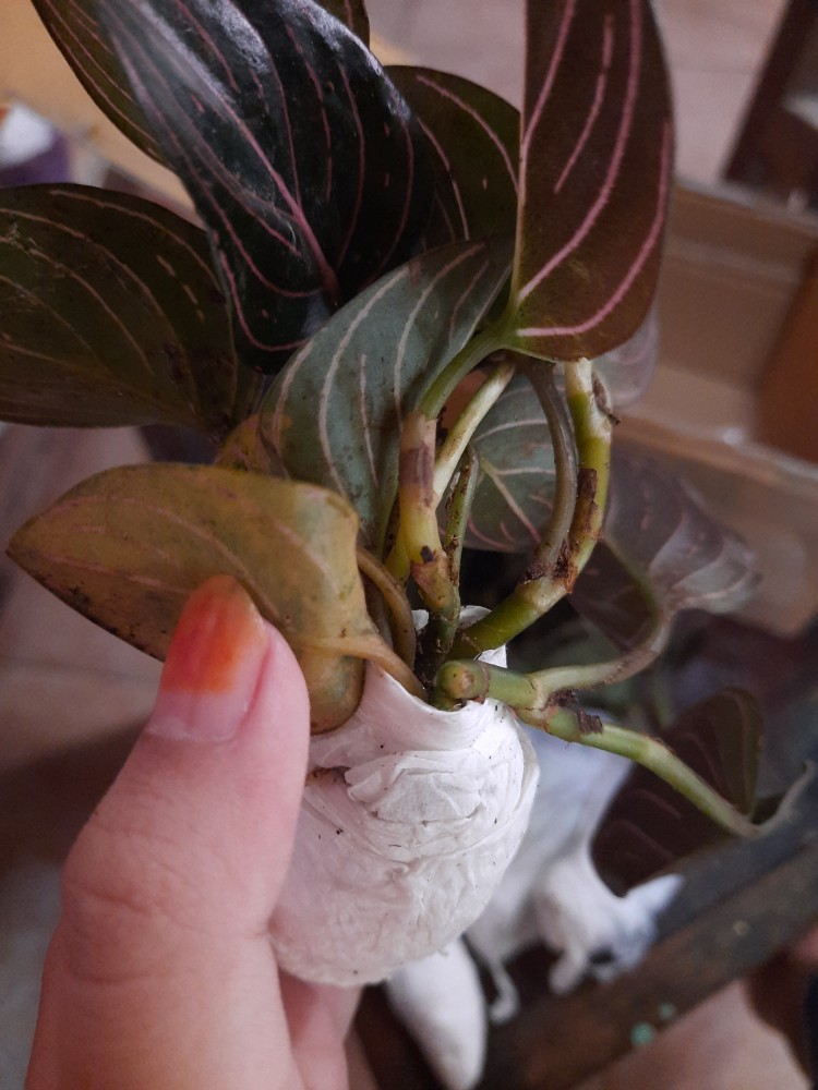 Aglonema Rotundum Aceh Bibit2-3daun Baby Minim Order 5plant