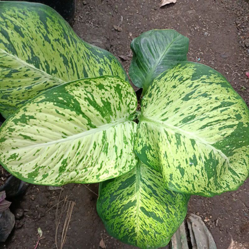 Aglonema anggun ayu