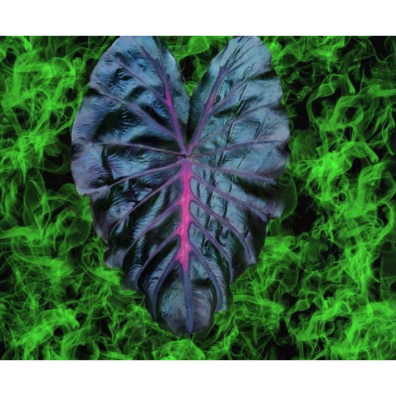Colocasia Black Lava