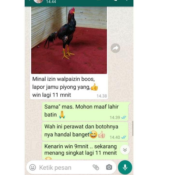 Paling Disukai.. Jamu Ayam Aduan Terbaik, Doping Ayam Aduan, Jamu Pyongyang