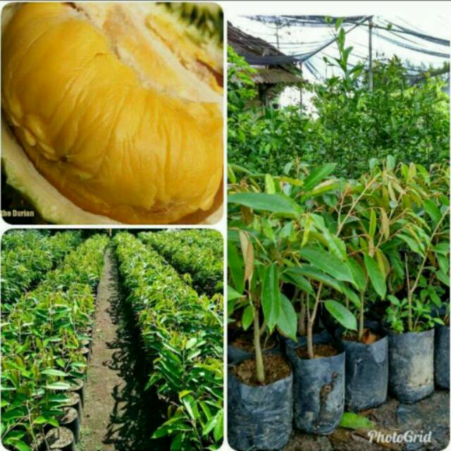 BIBIT BUAH DURIAN MUSANG KING SUPER ASLI