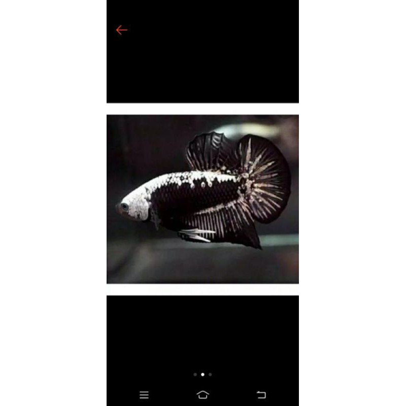 Ikan cupang Black Samurai