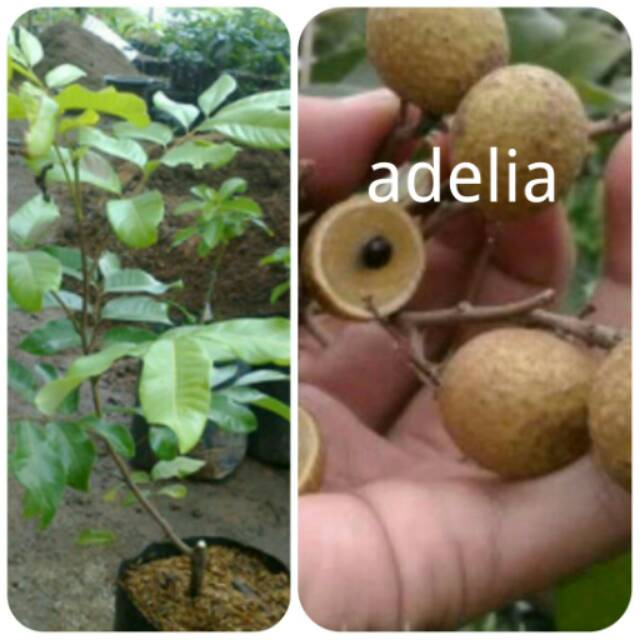 Bibit kelengkeng satu jari