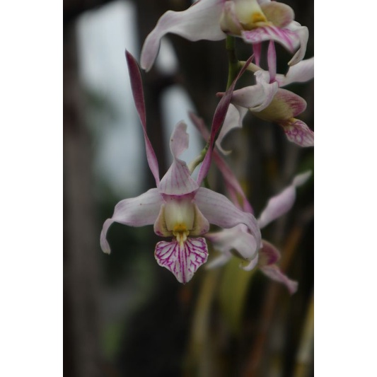 dendrobium leporinum