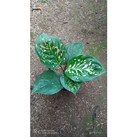 Aglaonema Ruby Ciangmai ukuran remaja daun 5-7 (pembelian 10 pohon 7.500)