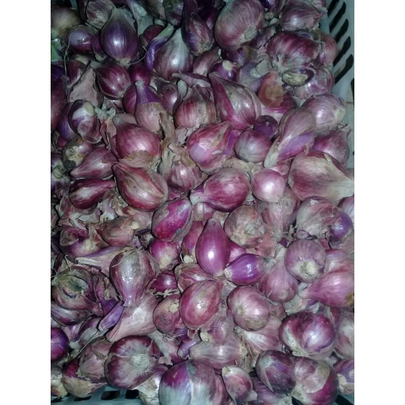 

bawang merah brebes