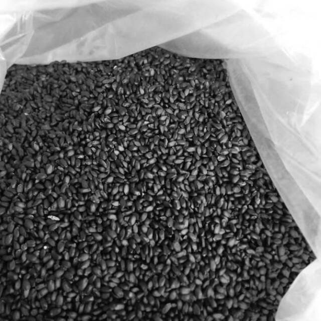 

Biji selasih 1kg