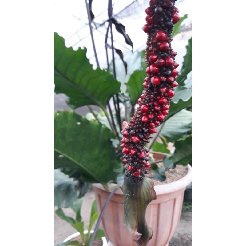 anthurium black beauty (biji/benih)