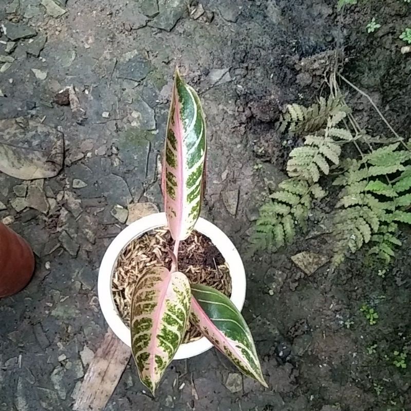 aglonema baby pos