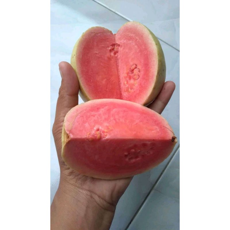 

Jambu Biji Merah