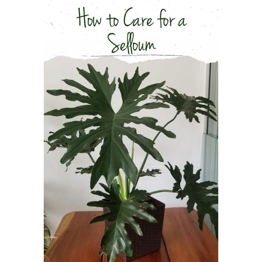 Tanaman hias hidup philodendron selloum - tanaman bunga hidup philodendron bunga hidup-tanama hidup-