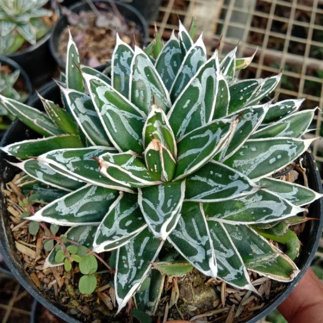 Kaktus Agave Himezon Victoria