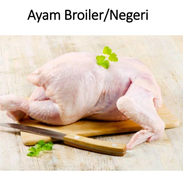 

Ayam broiler