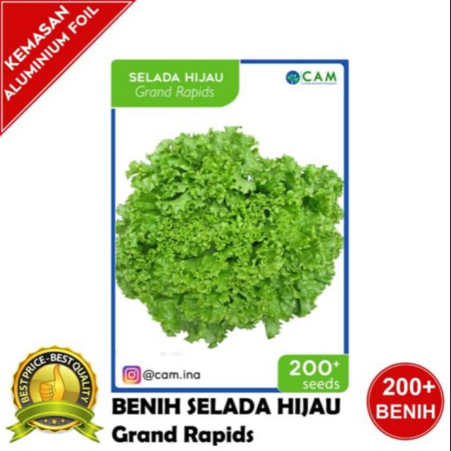 Benih bibit Selada hijau