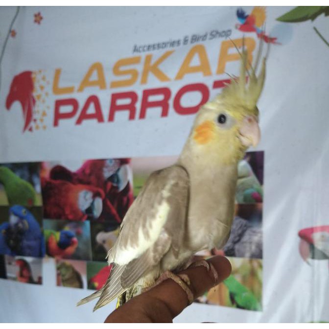 710 Gambar Burung Falk Jantan Dan Betina Gratis