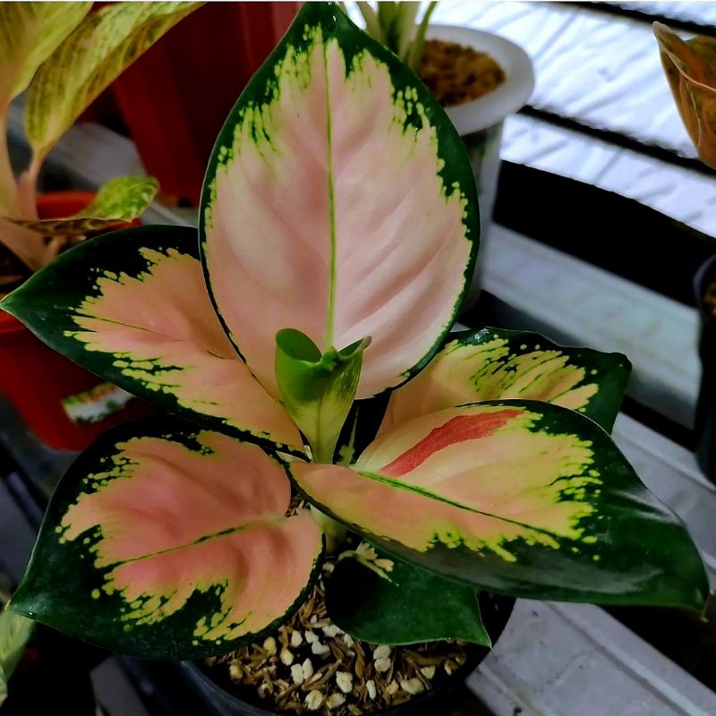 AGLONEMA MONALISA REMAJA / BUNGA AGLONEMA MONALISA REMAJA