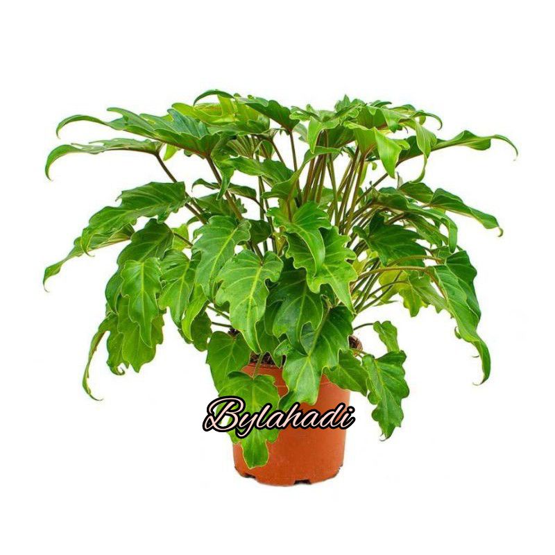 philodendron xanadu