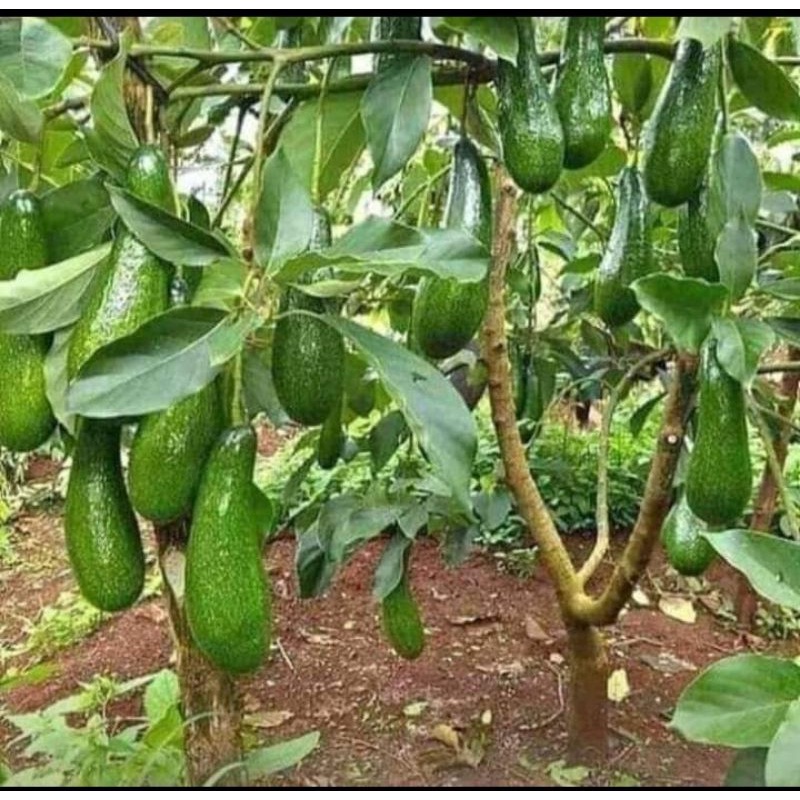 Bibit Apokat Aligator|Markus|Mentega|Kendil|Kondisi Berbuah