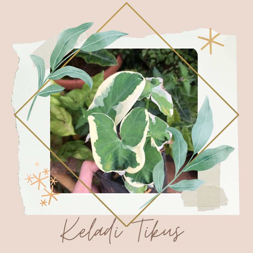 Tanaman Hias Keladi Tikus Bibit Keladi Tikus Bunga Keladi Tikus