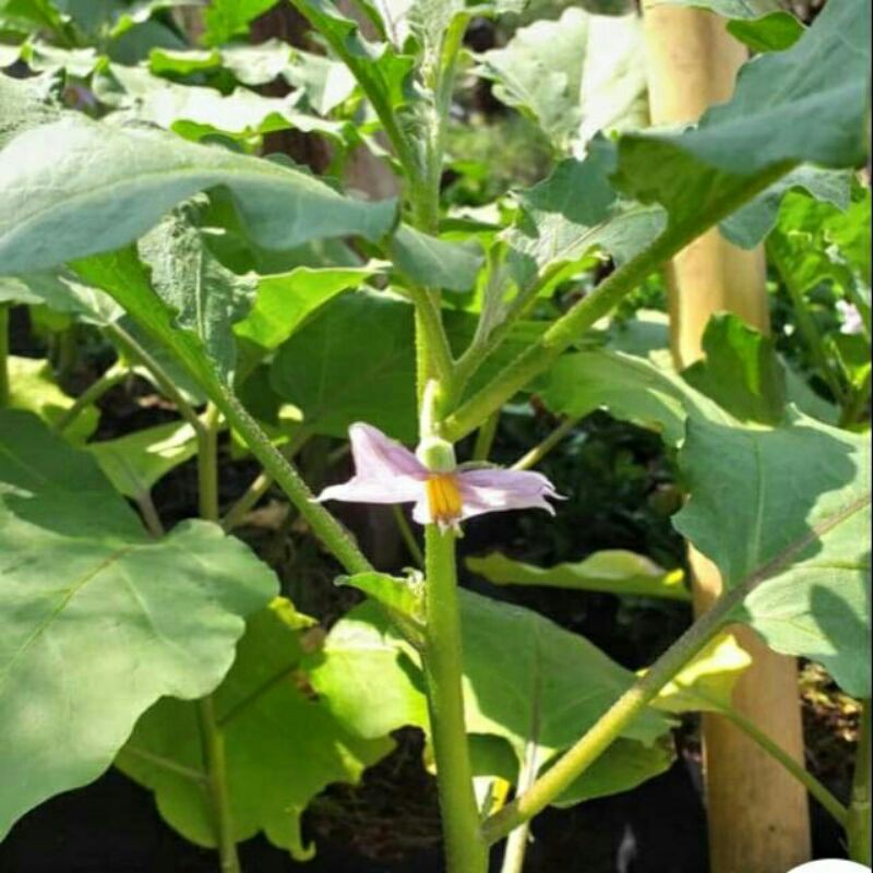 

BIBIT POHON TERONG_UNGU