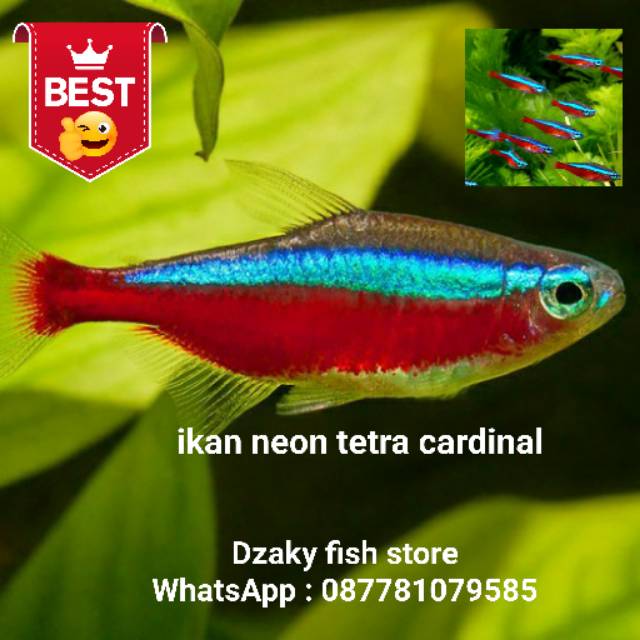 Ikan Hias Air Tawar Neon Tetra Cardinal Shopee Indonesia