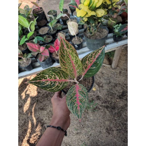 aglonema red legacy