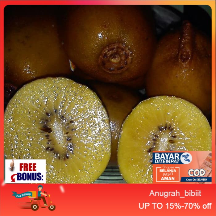 Bibit Tanaman Buah Kiwi Golden Gold Kiwifruit