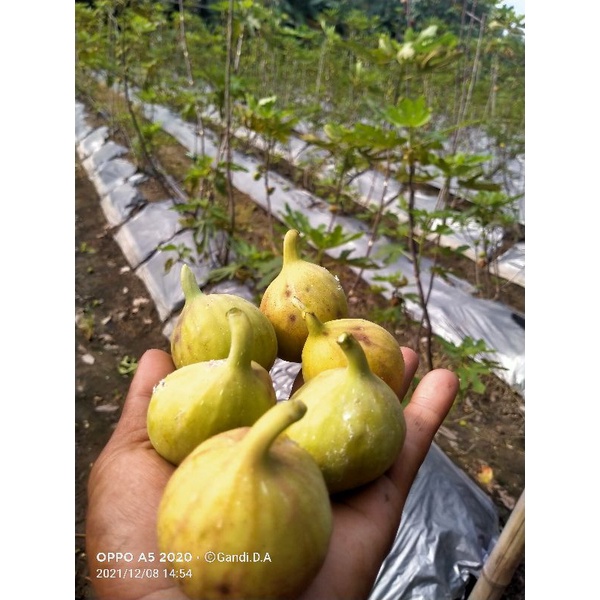 bibit buah tin LDA dari induk berbuah