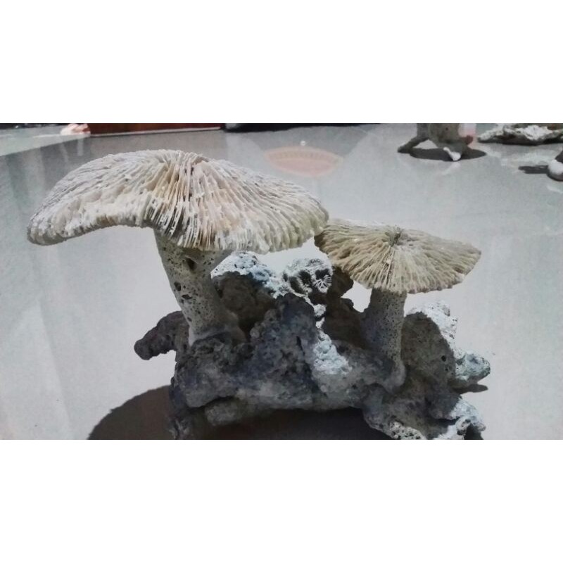 BATU KARANG BATU KARANG LAUT BATU KARANG AQUARIUM RANGKAI PAYUNG 2 JUMBO BESAR AQUARIUM PALUDARIUM A