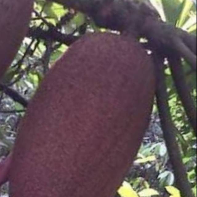 Sawo raksasa/meme sapote