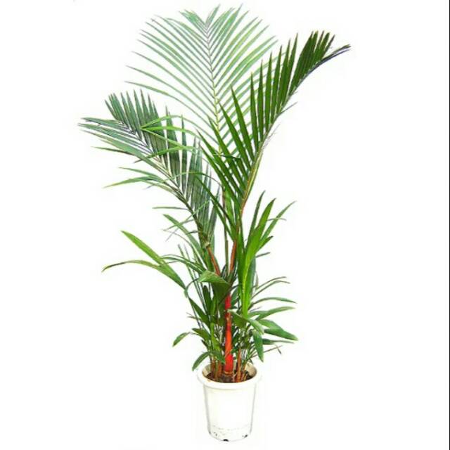 Tanaman hias taman palem merah - palm merah | Shopee Indonesia