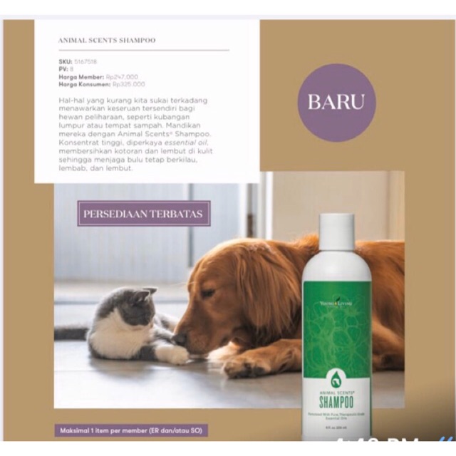 hound terrier mix dog