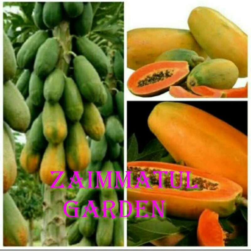 Bibit buah pepaya kalina california sudah seleksi betina bukan jantan yang tidak berbuah tapi berbun