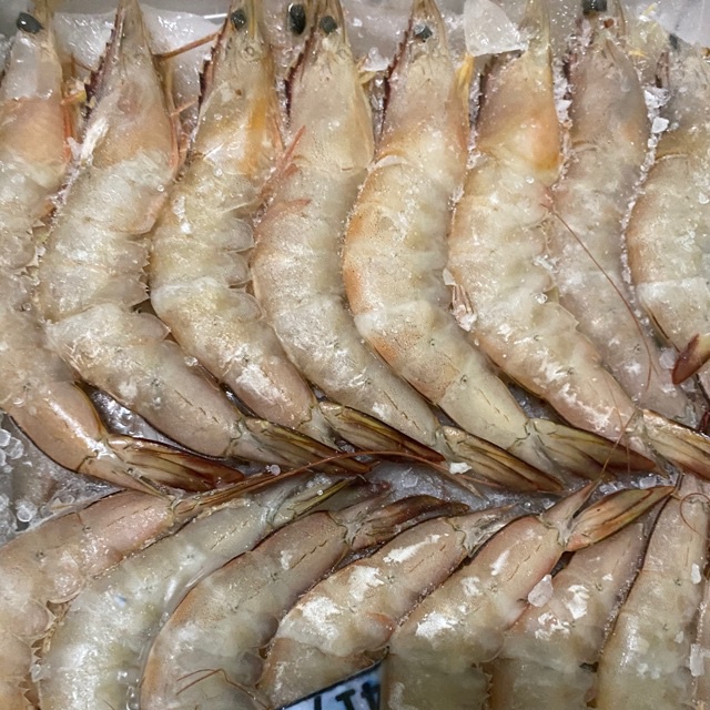 

Udang Sudu Segar