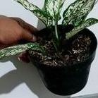 PROMOSI  7.7 (BEST SELLER) AGLONEMA SIAM PARAGON SNOW WHITE AKAR SEHAT MURAH BERKUALITAS / AGLONEMA 