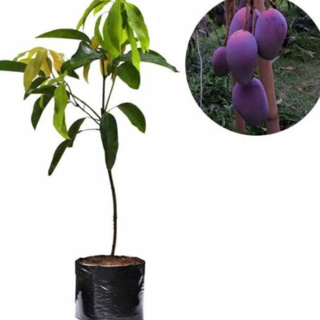 Terl@R1S Bibit Tanaman Mangga Irwin/Bibit Mangga Ungu/Bibit Mangga Irwin Murah/Mangga Irwin Super