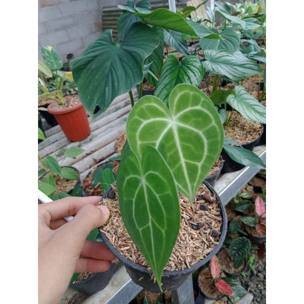 Anthurium kuping gajah tarantula remaja