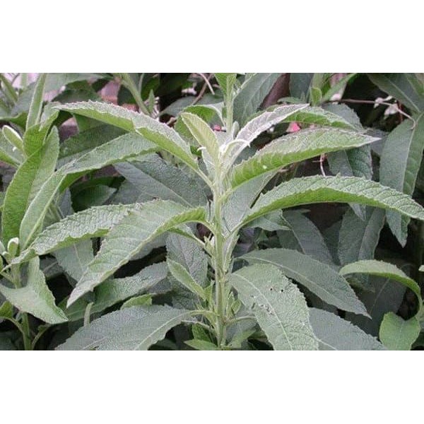 

Daun Sembung - Jantung