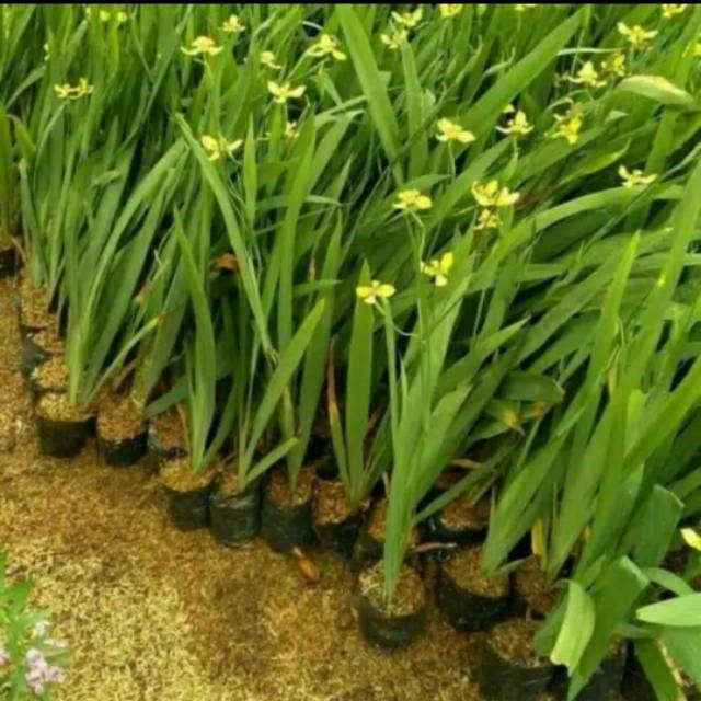 Tanaman hias bunga iris kuning - airis kuning