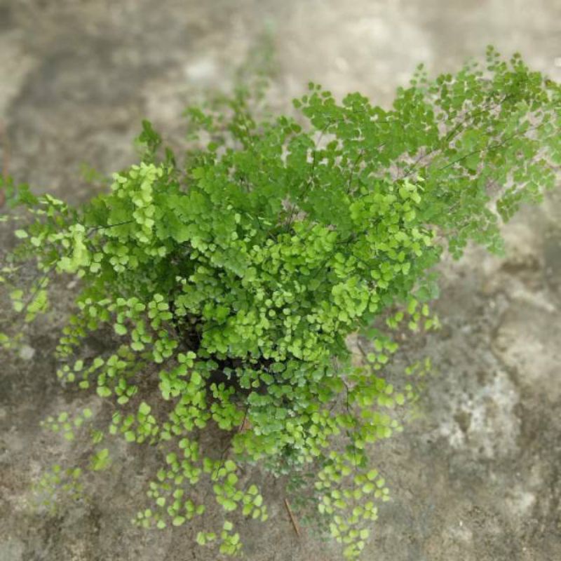 Tanaman suplir daun kecil pohon suplir daun kecil tanaman hias pot indoor supllir daun kecil