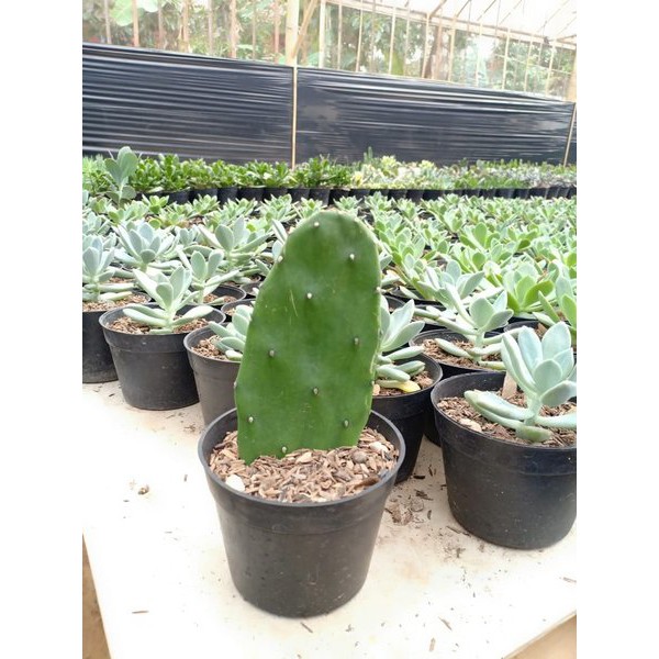 Tanaman hias Kaktus centong / cactus opuntia