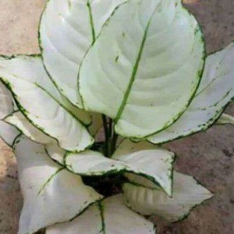 tanaman hias bibit Bonggol Aglonema super white bertunas