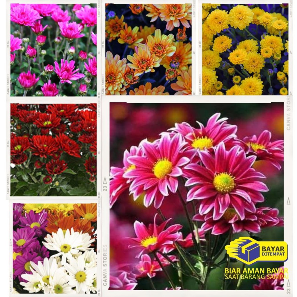 TANAMAN KRISAN ASTER TANAMAN HIAS KRISAN BUNGA ASTER 250G TANAMAN BUNGA SERUNI ASTER COD BIBIT BENIH