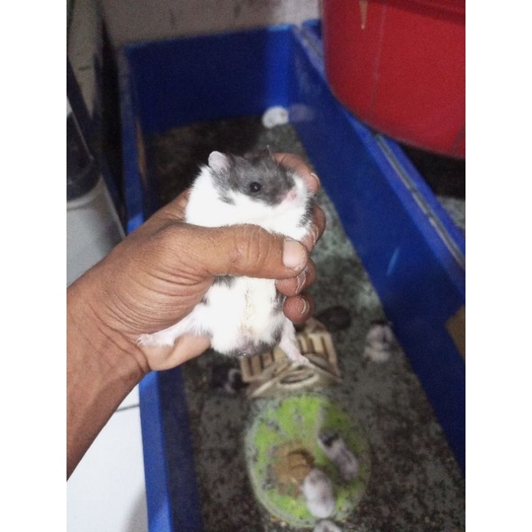 hamster indukan syrian.camble.winter (kirim sejawa barat)