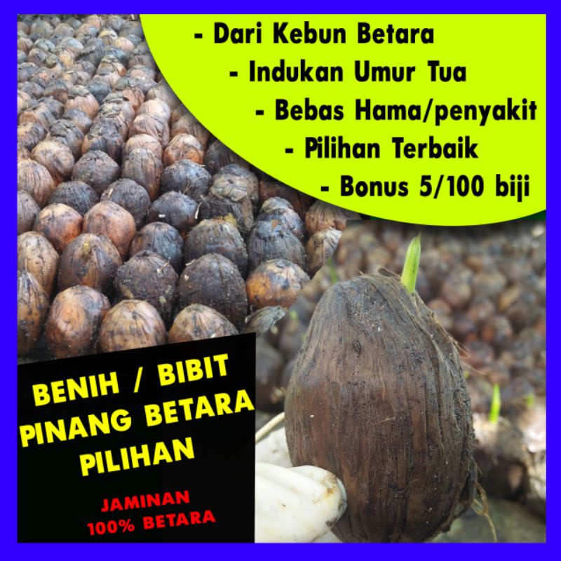 BIBIT PINANG BETARA