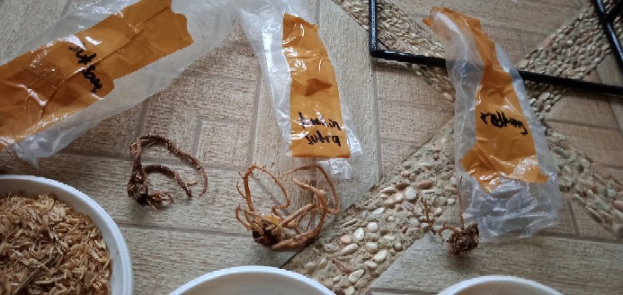 Ready Bonggol Aglonema Red Khocin